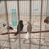 قناری سفید طوسی و نگرو مشکی