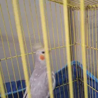 عروس هلندی|پرنده|بندرعباس, |دیوار