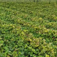 نهال توت فرنگی کاماروس پابلند|خدمات باغبانی و درختکاری|خان ببین, |دیوار