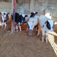 گوساله نر|حیوانات مزرعه|کوهدشت, |دیوار