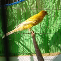 قناری سوپری بلند