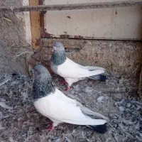 کبوتر|پرنده|اردبیل, |دیوار