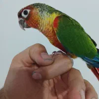 گرینچک یلوساید فول رد ماده