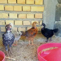 چهار عدد جوجه محلی اصل