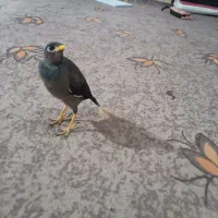 مرغ مینا|پرنده|برازجان, |دیوار