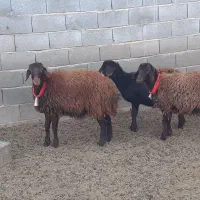 تقلی افشار،بره ماده قزل،میش،بز