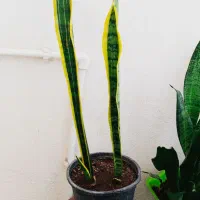 خرید ارزان ۱۳۰|حراج|سرپل ذهاب, |دیوار