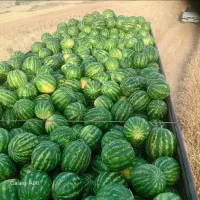 هندوانه