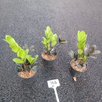 گل و گیاه|گل و گیاه طبیعی|قم, نیروگاه|دیوار