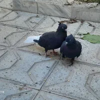 فروش کبوتر دمسفید