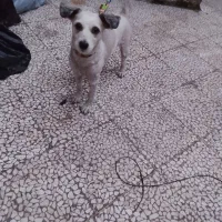 واگذاری سگ پاکوتاه