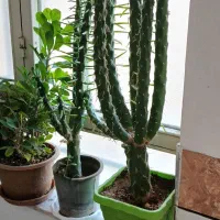 فروش گل و گلدان|گل و گیاه طبیعی|شاهرود, |دیوار