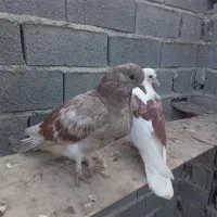 کبوتر پریده معاوزه با خروس لاری|پرنده|طبقده, |دیوار