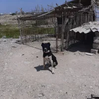 سگ جوان وخوب