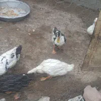 فروش  شش اوردک محلی دوتا نر چهارتا ماده