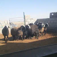 بره ماده برتر|حیوانات مزرعه|اسفرورین, |دیوار