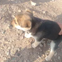 توله سگ پلیسی ماده