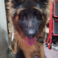 ژرمن شولاین با خط خونی بالا