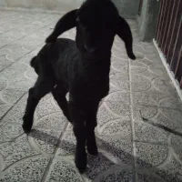 بره|حیوانات مزرعه|کوهدشت, |دیوار