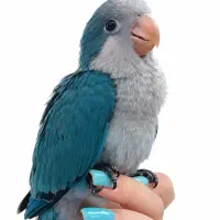 طوطی راهب