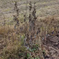 زمین کشاورزی|فروش زمین و ملک کلنگی|لشت نشا, |دیوار