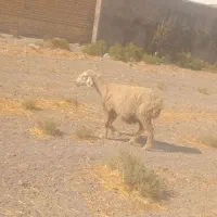 میش|حیوانات مزرعه|مرودشت, محمد آباد|دیوار