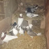 11 عدد کفتر رنگی|پرنده|اسفراین, |دیوار