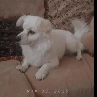 سگ‌پامرین اشپیتز|سگ|شیروان (خراسان), |دیوار