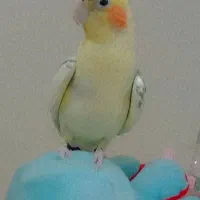 عروس هلندی نر با قفس