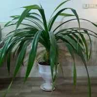 گل قیمت مناسب