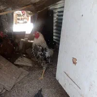 خروس نیم لاری 1ساله ومرغ نیم لاری