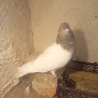 یک‌عدد‌باش‌سپه‌نر