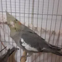 عروس هلندی|پرنده|دلیجان, |دیوار