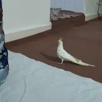 عروس هلندی نر|پرنده|نسیم‌شهر, |دیوار