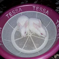 بچه خرگوش سفید چشم قرمز (دونه ای ۱۴۰ هزار تومان)