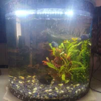 اکواریوم|ماهی|کوهسار (البرز), |دیوار