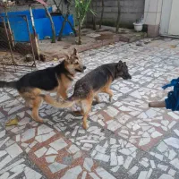 دوعدد سگ پلیس نر وماده|سگ|رشت, حومه رشت|دیوار