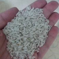 ۵۰ کیلو برنج هاشمی خالص از شالیزارهای ویرمونی