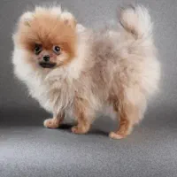 سگ‌پامر،پامرانین خرسی نر‌،پاکوتاه،فانتزی،اپارتمانی|سگ|تهران, اوقاف|دیوار