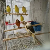 قناری ماده|پرنده|رشت, کوی مهر|دیوار