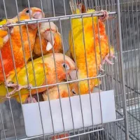 انواع جفت های گرینچیک ردچیک