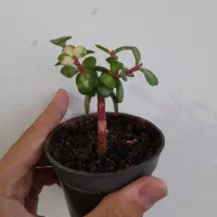 بونسای کراسولا|گل و گیاه طبیعی|کرمانشاه, |دیوار