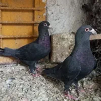 نرماده کلاغ گوک باجوجه