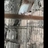 فروش ماه ۵تخم جوجه قفس به شرط تاتی بده آماده