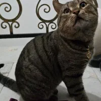 گربه پیدا شده محدوده بلوارگیلان ۱۷۹