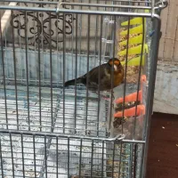 سهره قناری تعداد بالا