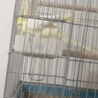 عروس هلندی|پرنده|دزفول, |دیوار