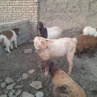 نربز سانن|حیوانات مزرعه|فریمان, |دیوار