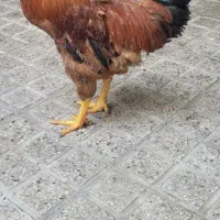 خروس محلی|حیوانات مزرعه|تهران, کوثر|دیوار