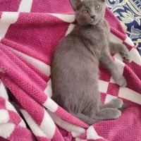 گربه نر چهار ماهه